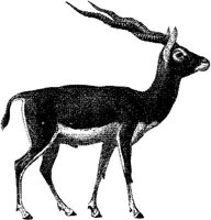 AMB069C.JPG
