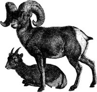 AMB060D.JPG