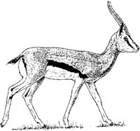 AIL006A.JPG