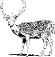 AIL003B.JPG