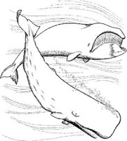 WHL002A.JPG