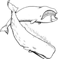 WHL000A.JPG