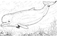 WHD047A.JPG