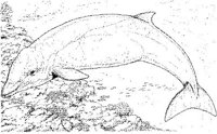WHD046A.JPG