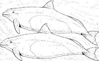 WHD040A.JPG