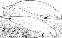 WHD039A.JPG