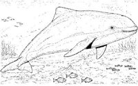 WHD038A.JPG