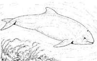 WHD037A.JPG
