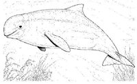 WHD035A.JPG