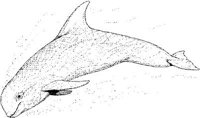 WHD031A.JPG