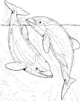 WHD029A.JPG