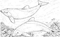 WHD028A.JPG