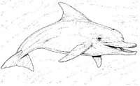 WHD018A.JPG