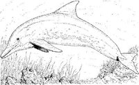 WHD017A.JPG
