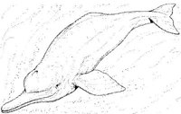 WHD013A.JPG