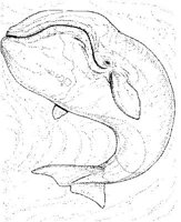 WHD012A.JPG