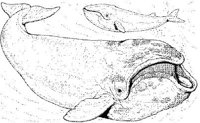 WHD011A.JPG