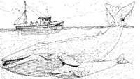 WHD008A.JPG