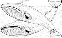 WHD007A.JPG
