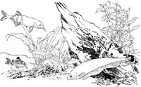 TRF030A.JPG