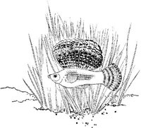 TRF029A.JPG