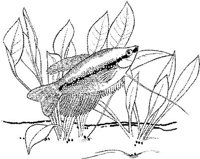 TRF028A.JPG