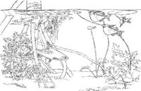 TRF026A.JPG