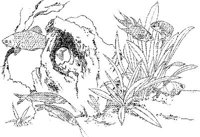 TRF024A.JPG
