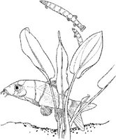 TRF023A.JPG
