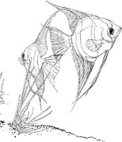 TRF019A.JPG