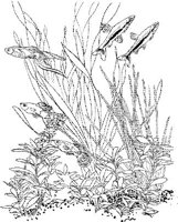 TRF018A.JPG