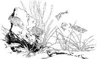 TRF012A.JPG