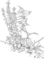 TRF010A.JPG
