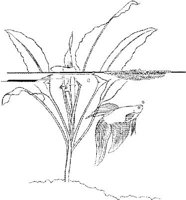 TRF007A.JPG