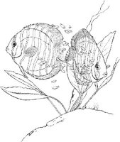 TRF006A.JPG