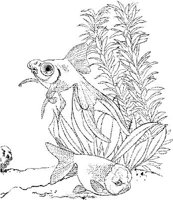 TRF005A.JPG