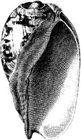 TAN124D.JPG