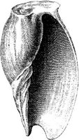 TAN124C.JPG