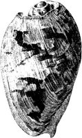 TAN124B.JPG