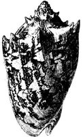 TAN123D.JPG
