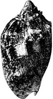 TAN123A.JPG