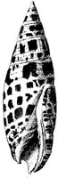 TAN122F.JPG