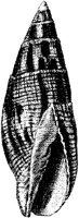 TAN122E.JPG