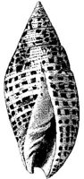 TAN122D.JPG