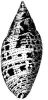 TAN122C.JPG