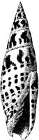 TAN122B.JPG