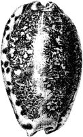 TAN121E.JPG