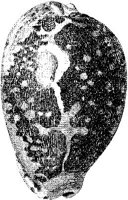 TAN121D.JPG