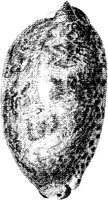 TAN121A.JPG