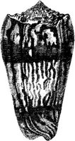 TAN120E.JPG